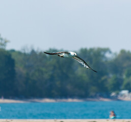seagull mid flight swooping over Lake Michigan