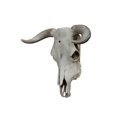 3d Render of cow skull