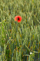 Agriculture fields with crop and vineyards at summer.