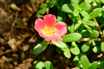 ハナスベリヒユ