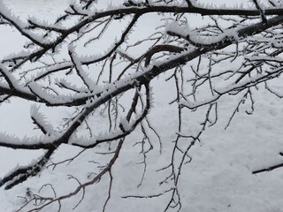 snow on tree