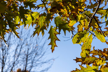 yellowing oak foliage against a blue sky in sunny autumn weather