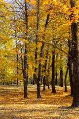 landscape in the park with yellowing maple foliage in sunny weather