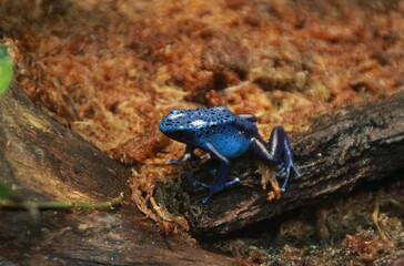 Blue dart frog perched on a log