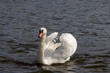 white swans who arrived in eastern Europe in the spring to raise offspring