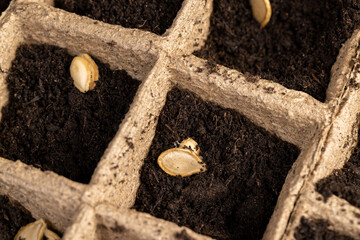 Seed in fertile soil in cardboard cups