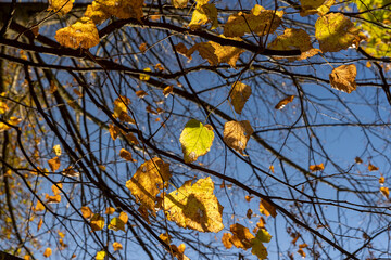 the last yellow foliage of the linden tree on the branches in sunny autumn weather