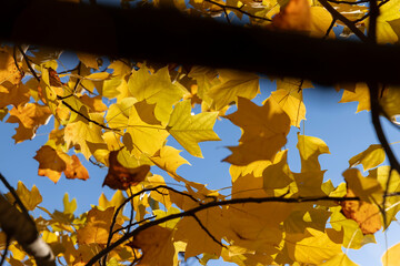 a tulip tree with yellowed foliage during leaf fall