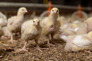 small chickens in down and feathers during cultivation