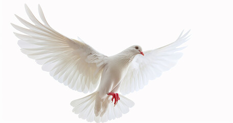 Obraz premium White dove on white background with clipping path.