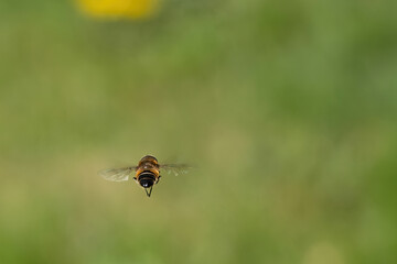 bee flying from behind