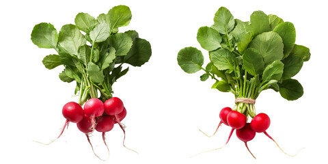 Set of bunch of radishes vegetables on transparent background 