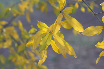 yellow pomegranate leaves on the tree in autumn