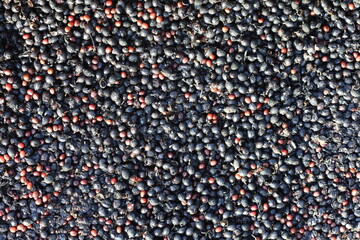  black berries of fan palm tree