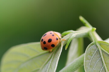 small insects looking for food