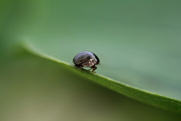 small insects looking for food
