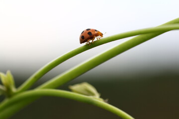 small insects looking for food