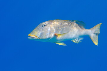 Yellowlip emperor (Lethrinus xanthochilus) undersea, Red Sea, Egypt, Sharm El Sheikh, Montazah Bay