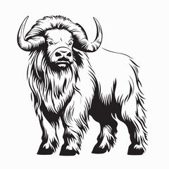 Muskox vector image. Muskox Vector Illustration Isolated On White Background