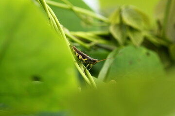 small insects looking for food