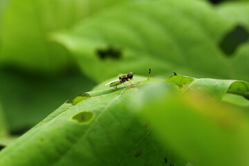 small insects looking for food