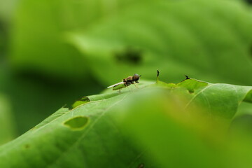 small insects looking for food
