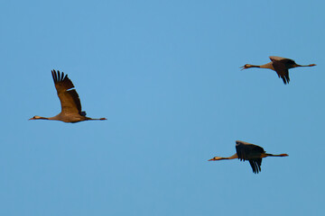 Fliegende Kraniche in der Abendsonne im Herbst