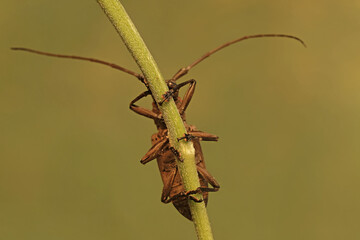 A long-horned beetle is looking for food in wildflowers. This insect has the scientific name Batocera sp.