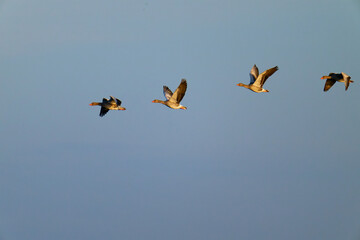 Fliegende Graugänse in der Abendsonne	