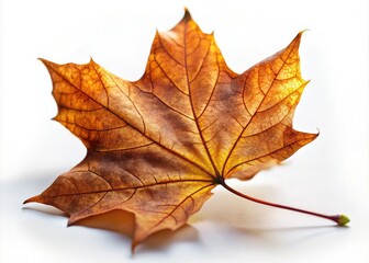 Brown Maple Leaf Close-Up, Autumn Foliage, High Depth of Field