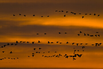 Graugänse im Flug in der Abendsonne an der Oder im Herbst	