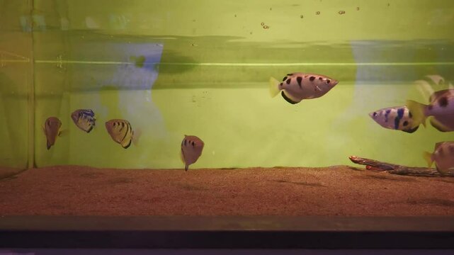 テッポウウオ