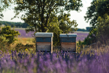 Serene Lavender Fields with Beehives in Brihuega, Spain