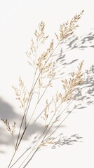 Obraz premium Elegant Dried Grasses with Delicate Shadows: A Minimalist Botanical Still Life