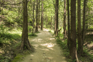 Path in the Forest