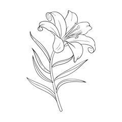 Monochrome Lily Artwork for Decor.
