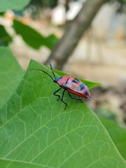 Poplar leaf beetle (Chrysomela populi) on a tree