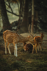 Deer in the forest