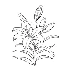 Obraz premium Elegant Lily Illustration for Decor.