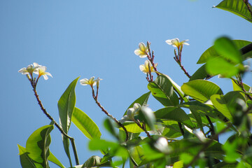 balie frangipani flowers and leaves against a blue sky