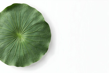 Green Lotus Leaf Illustration