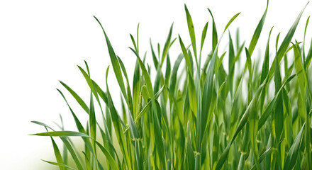 Naklejka premium Green mowed young wheat isolated on white background