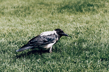Crow sitting on green grass meadow, crow bird walking outside