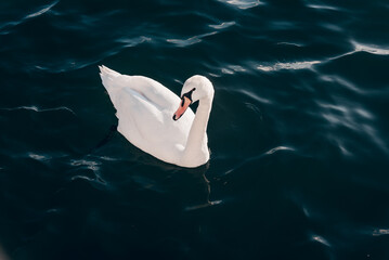 Flock white swans swims water, dark surface of lake, cloudy day