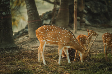 Deer in the forest