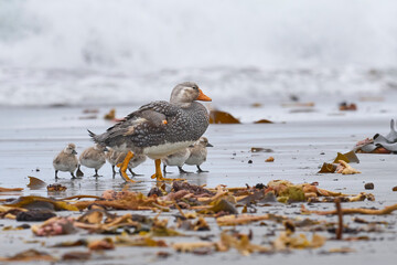 Male Falkland Steamer Duck (Tachyeres brachypterus) with recently hatched chicks on a sandy beach...