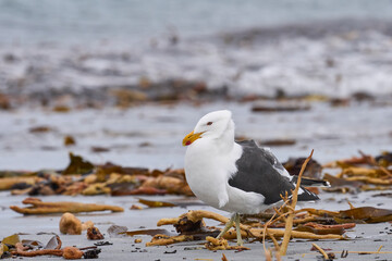 Kelp Gull (Larus dominicanus) displaying on a beach on Sea Lion Island in the Falkland Islands.