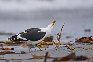 Kelp Gull (Larus dominicanus) displaying on a beach on Sea Lion Island in the Falkland Islands.
