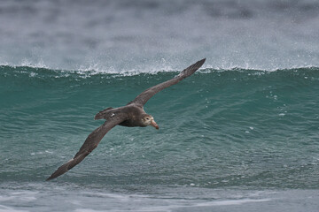 Southern Giant Petrel (Macronectes giganteus) flying low over the sea just off the coast of Sea...