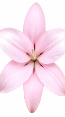 Naklejka premium Pink Lily Flower 3D Illustration